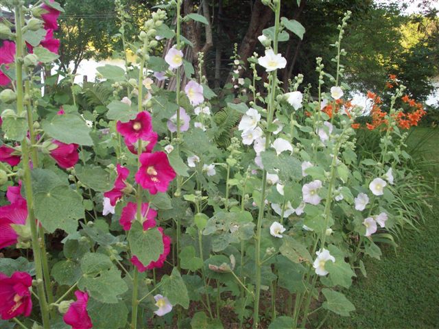 Hollyhock (Alcea Rosea)